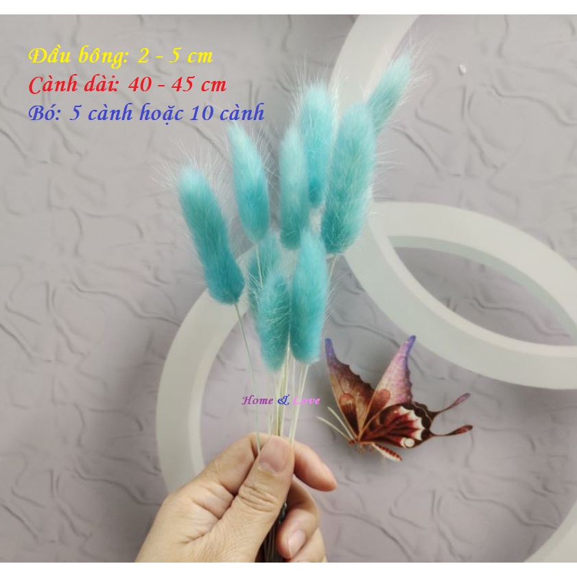 ❤️❤️❤️ BÔNG CỎ ĐUÔI THỎ/ CỎ LAU MỸ - Hoa khô Lagurus Bunny Tails - Decor, trang trí, phụ kiện chụp ảnh