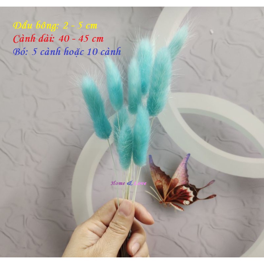 Hoa khô Lagurus Bunny TailsBÔNG CỎ ĐUÔI THỎ/ CỎ LAU MỸ  - Decor, trang trí, phụ kiện chụp ảnh