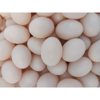 Combo 10 Trứng chim bồ câu giả