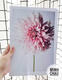 In ảnh kích thước a4 20x30 siêu đẹp ép lụa 2 mặt