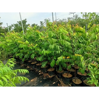 Cây Giống Khế Ngọt (Chuẩn Giống Cây Trồng)