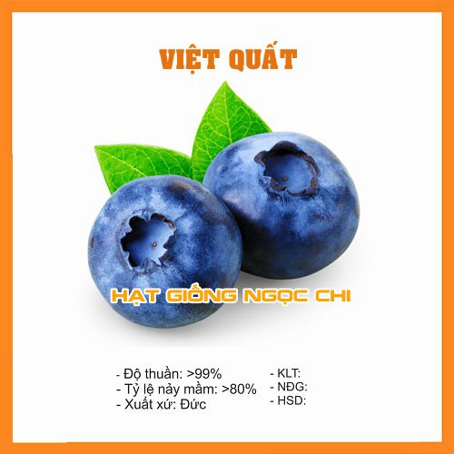 Hạt Giống Quả Việt Quất - 30 Hạt