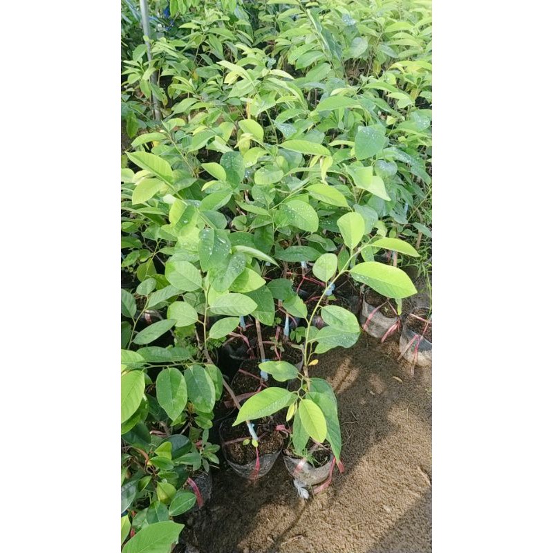 CÂY GIỐNG NA DỨA ĐÀI LOAN