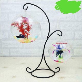 Bể cá mini treo trên giá chữ S