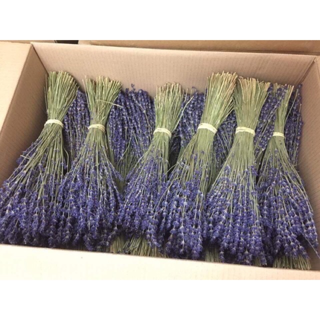 Bó hoa khô Lavender Pháp thơm ngào ngạt (hoa Oải hương) trên 200 cành to mập nhiều nụ