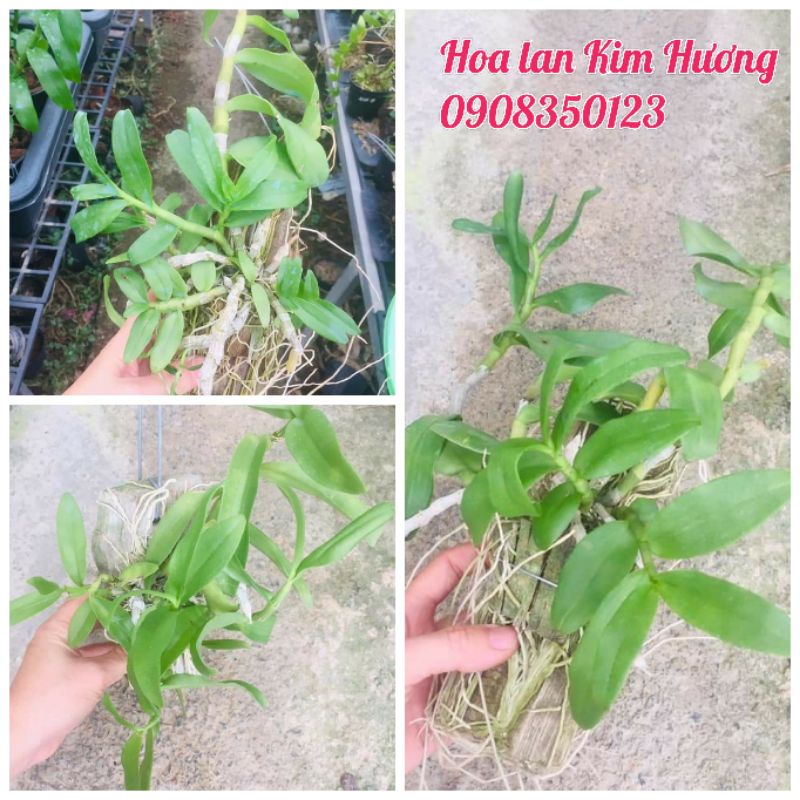 Trầm tím bảng gỗ nhiều thân