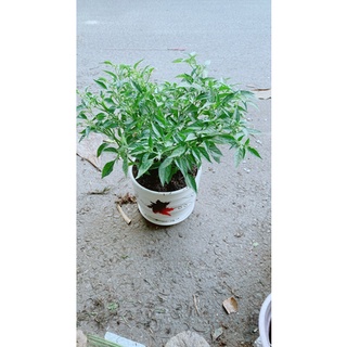 Chậu cây ớt hiểm
