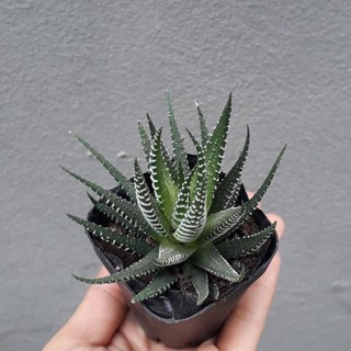 sen đá móng rồng bao đẹp