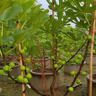 Combo 2 Cây 🌲 Sung Mỹ...