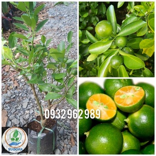 Cây tắc giống- Cây quất con- cây hạnh giống cao 35cm