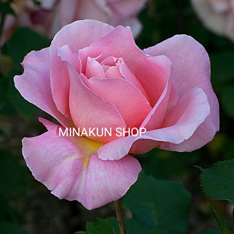 Hoa hồng ngoại Tiffany Rose siêu thơm quyến rũ MinaKun Shop