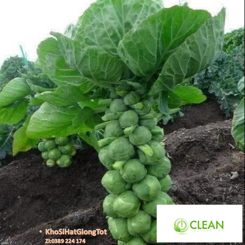 Gói 20 Hạt Giống Cải Bắp Tí Hon - Long Island II