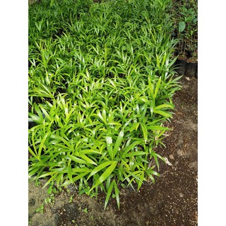 cây cau vàng  10k.....