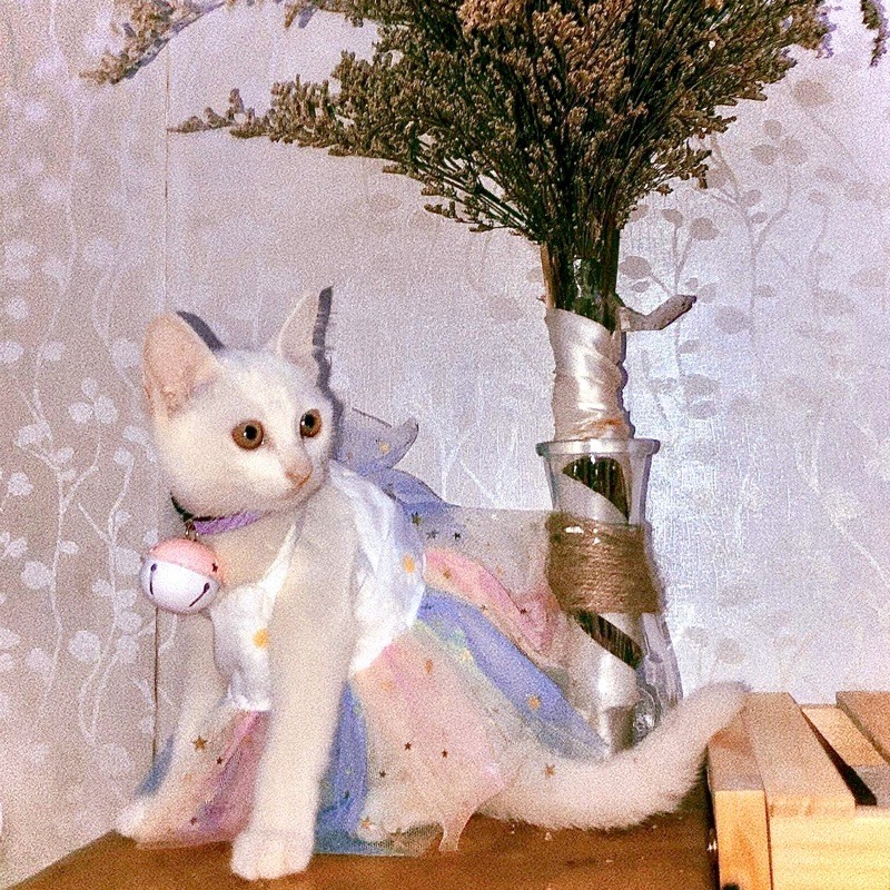 Đầm Nhiều Kiểu Siêu Xinh Cho Chó Mèo