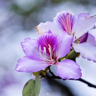 COMBO 5 CÂY GIỐNG HOA BAN TÍM VÀ TRẮNG SIÊU ĐẸP