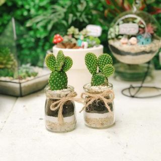 Xương rồng tai thỏ mix