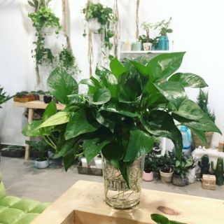 Chậu Cây trầu bà thủy sinh BÌNH THỦY TINH