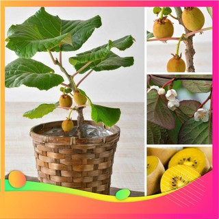 Hạt Giống Kiwi - 30 Hạt [ Tặng bộ dụng cụ làm vườn Mini 3 món ] VIETGAR