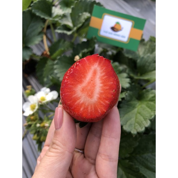 DÂU TÂY HANA MỘC CHÂU - Thế Giới Nông Sản