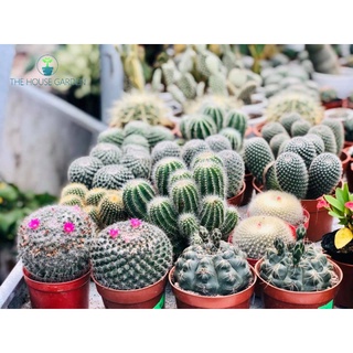 Hạt Giống Hoa Xương Rồng