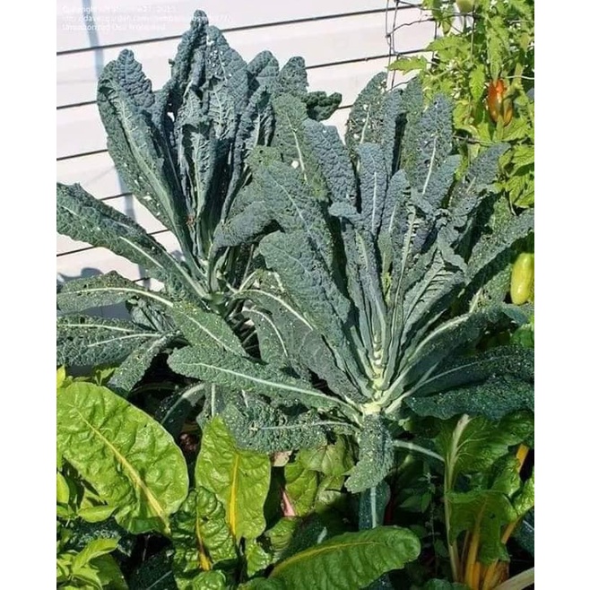 Hạt giống cải kale khủng long - rau củ quả trồng chậu chịu nhiệt 4 mùa ngon nảy mầm cao 5g RADO 227