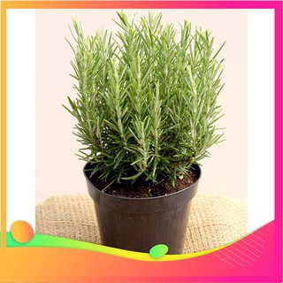 Hạt Giống Hương Thảo - 20 Hạt VIETGAR