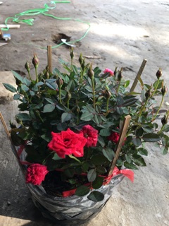 Hồng tỷ muội