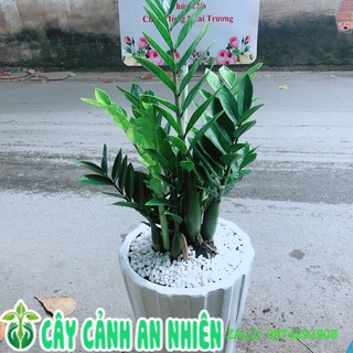 Chậu cây kim phát tài