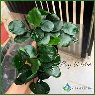 Cây Ráy Lá Tròn | Trầu bà lá tròn