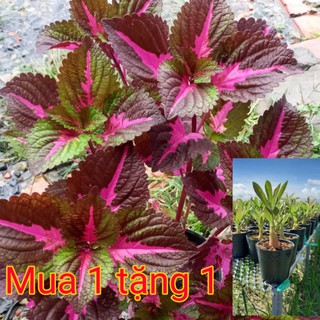 Cây lá Gấm mua 1 tặng 1cây sứ thái con. siêu xinh