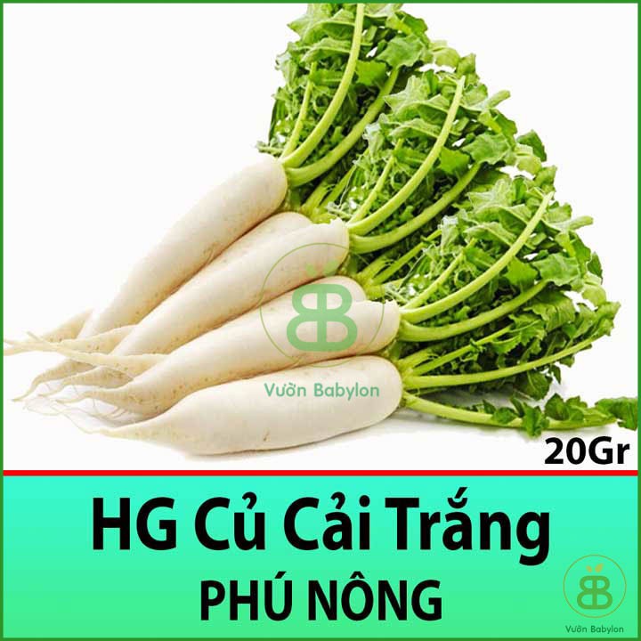 Hạt Giống Củ Cải Trắng 20Gr Củ To, Năng Suất Cao