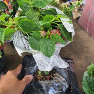 Hoa ngũ sắc Thái lan đỏ nhung