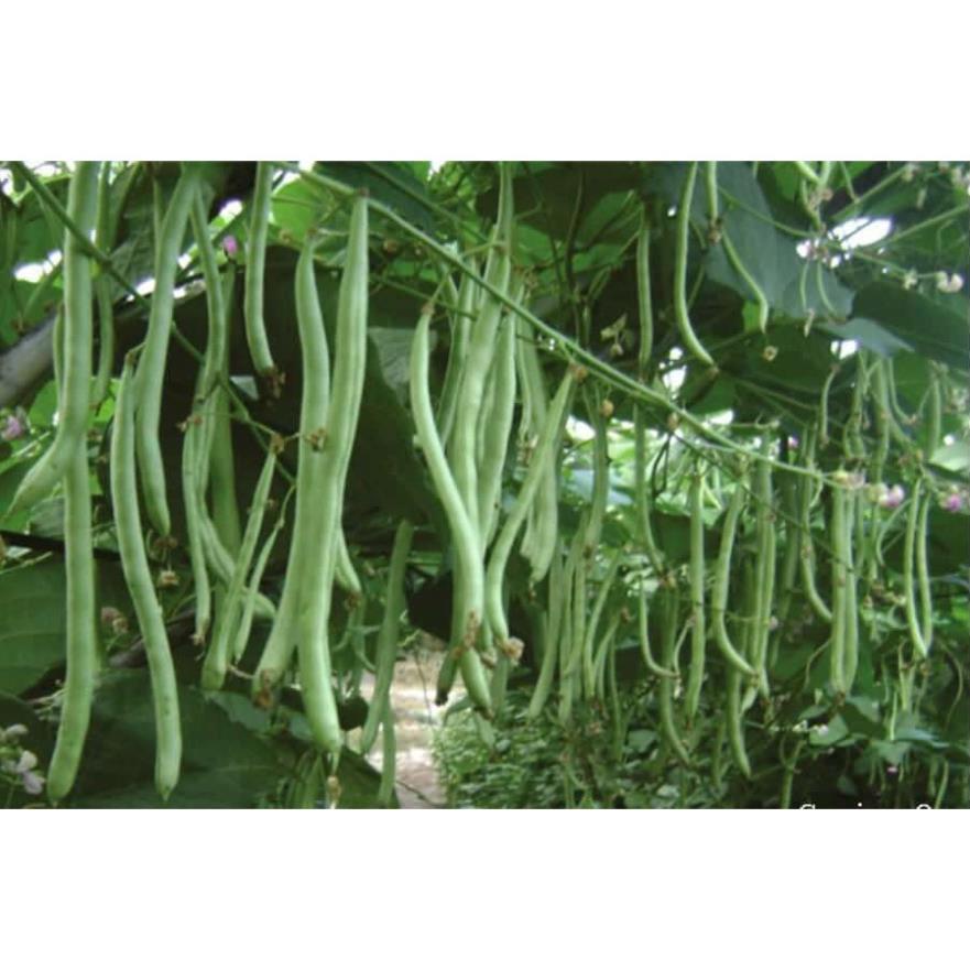 Gói 50 gam - HẠT GIỐNG ĐẬU TRẠCH LAI F1 GIỐNG CHỐNG CHỊU SÂU BỆNH