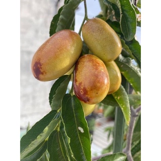 cây táo tàu (hồng táo)