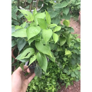Cây giống Cẩm Đỏ