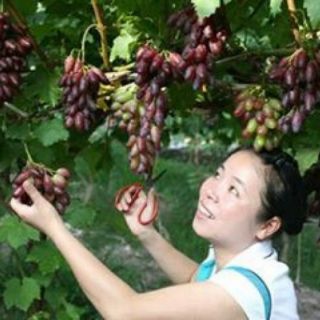 Bộ Hạt Giống nho ngón tay + tài liệu hướng dẫn trồng và chăm sóc