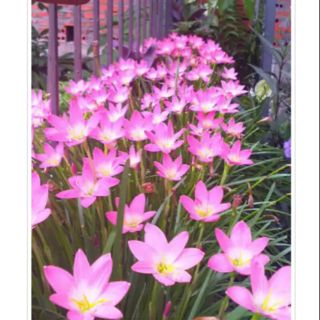 củ huệ mưa combo 10 củ " mua 3 tặng 1"