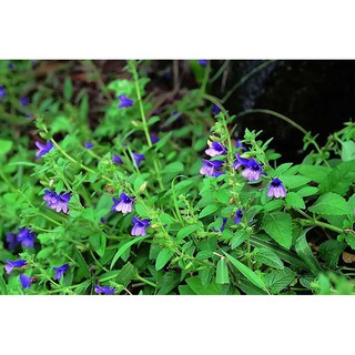 CÂY NHÂN TRẦN ĐEN F1,CÂY NHÂN TRẦN ĐEN F1- BẦU CÂY GIỐNG - CAM KẾT CHUẨN GIỐNG
