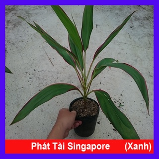 Cây Phát Tài Singapore (Lá Xanh) - cây cảnh phong thủy để bàn