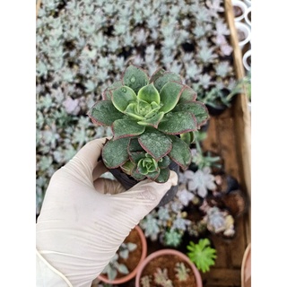 sen đá các loại sz bầu