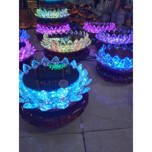 ĐẾ SEN TRÒN PHALÊ