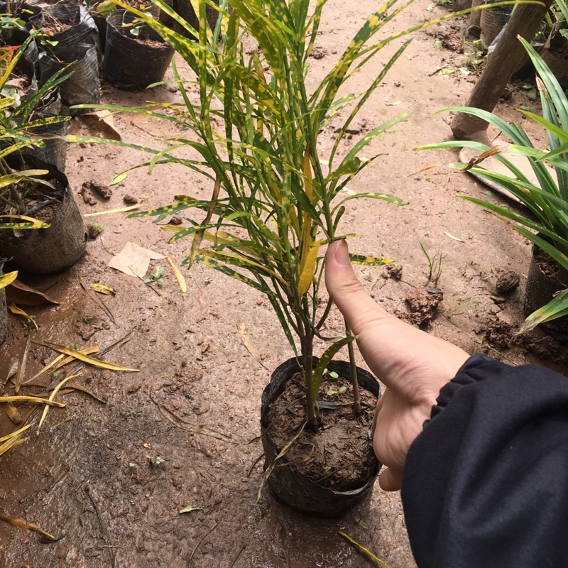 Cây Vàng Anh Đuôi Lươn  Chiều Cao 40cm Màu Lá Bắt Mắt,Dễ Sinh Trưởng
