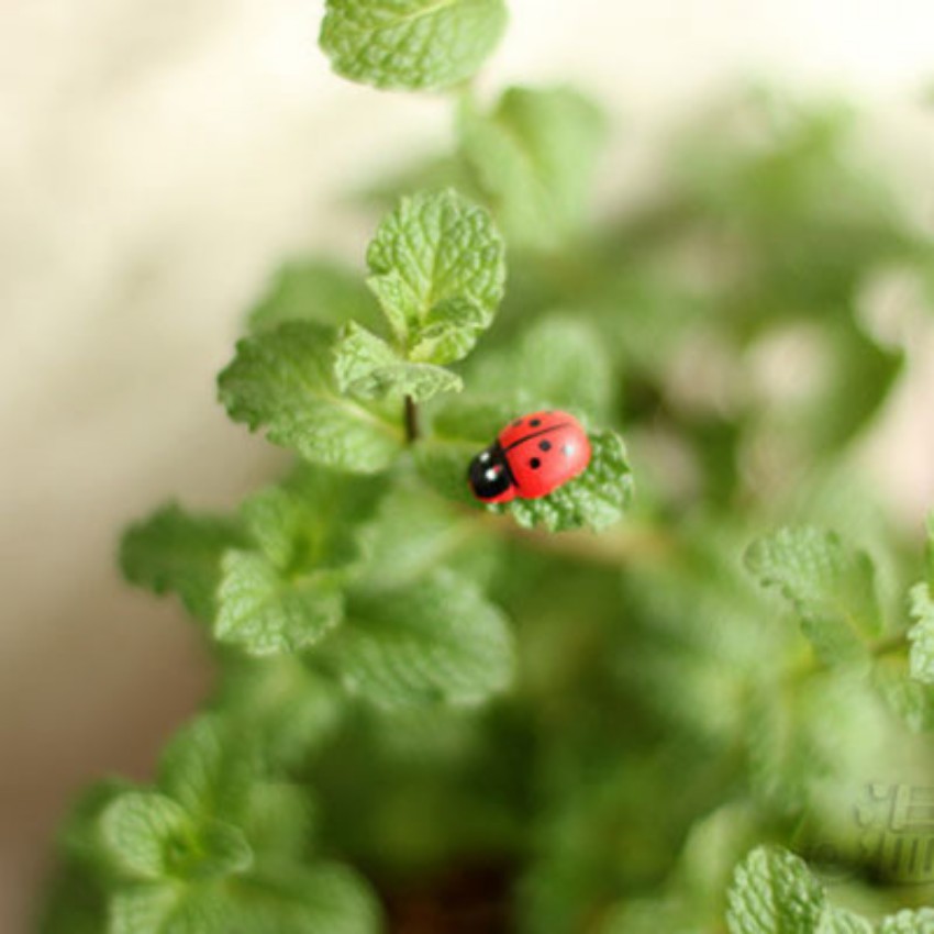 ComBo 10 Chú Bò Rùa Mini Size 1.5cm Trang Trí Tiểu Cảnh - Mô Hình Trang Trí Mini Chậu Cảnh,Sen Đá,Bonsai-Terrarium