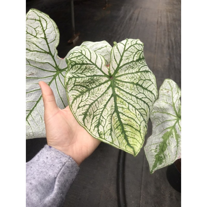 Chậu cứng Caladium White Christmas