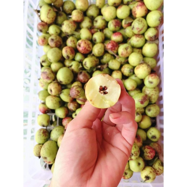 Táo mèo má hồng táo mèo đồi thông túi 5kg