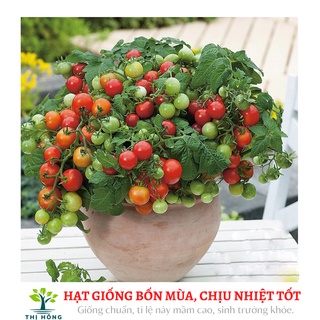 Hạt giống cà chua bi quả đỏ (quả đỏ mọng, ăn ngon, ngọt).
