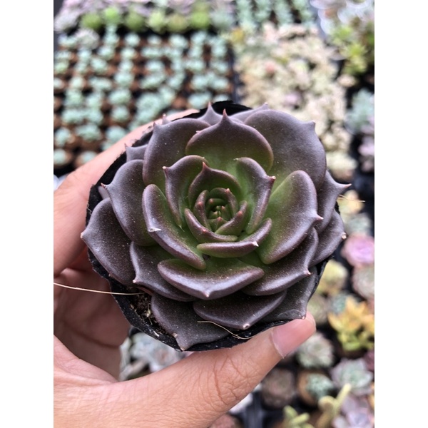 Sen Đá Socola size Bầu 5cm Hư 1 Đổi 1