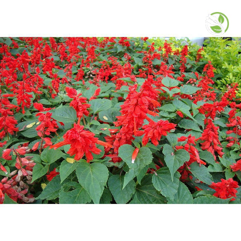 Hạt Giống Hoa Xác Pháo Đỏ PN-10 Phú Nông- Gói 0.3g - Salvia Splendens