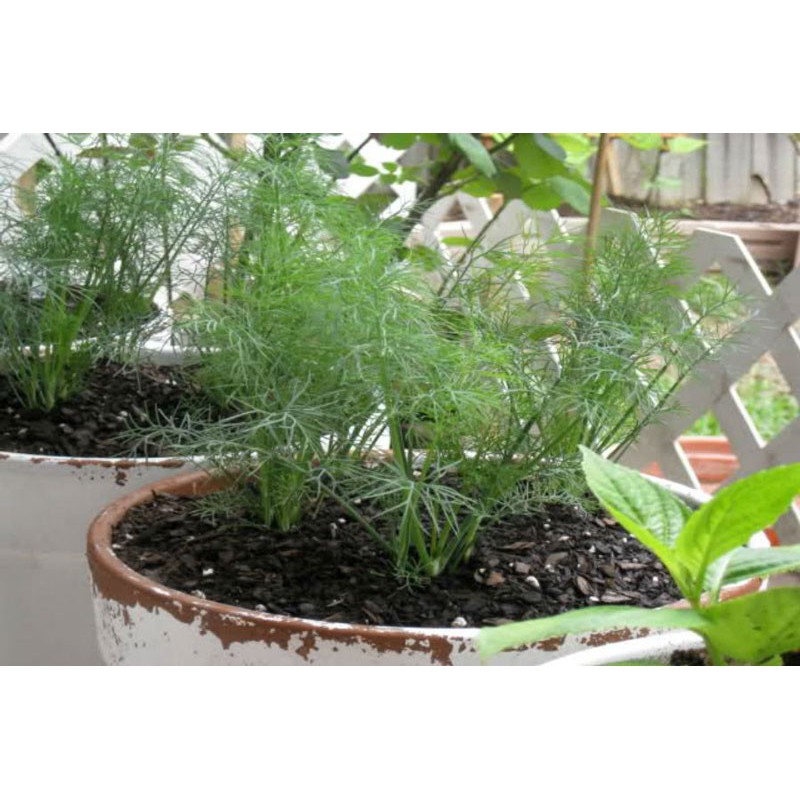 HẠT GIỐNG RAU THÌ LÀ - GÓI 5 GRAM