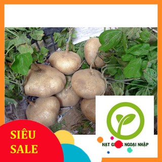 20 hạt giống củ đậu siêu ngọt HAT F1